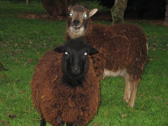 Caramel et Chocolat (avec nous depuis 2005 Chocolat nous a quitté en 2019)